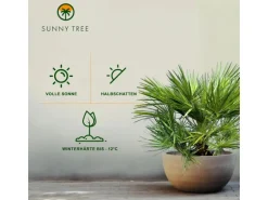Sunny-Tree Chamaerops Humilis - Europäische Zwergpalme - Immergrüne winterharte Palme - 80 cm hoch inklusive Topf