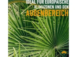 Sunny-Tree Chamaerops Humilis - Europäische Zwergpalme - Immergrüne winterharte Palme - 80 cm hoch inklusive Topf