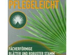 Sunny-Tree Chamaerops Humilis - Europäische Zwergpalme - Immergrüne winterharte Palme - 80 cm hoch inklusive Topf