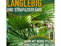 Sunny-Tree Chamaerops Humilis - Europäische Zwergpalme - Immergrüne winterharte Palme - 80 cm hoch inklusive Topf