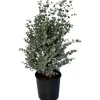Sunny-Tree Eucalyptus Gunnii 'Azura' 90 cm  Winterhart
