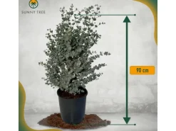 Sunny-Tree Eucalyptus Gunnii 'Azura' 90 cm  Winterhart