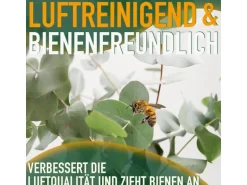 Sunny-Tree Eucalyptus Gunnii 'Azura' 90 cm  Winterhart