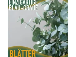 Sunny-Tree Eucalyptus Gunnii 'Azura' 90 cm  Winterhart