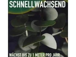 Sunny-Tree Eucalyptus Gunnii 'Azura' 90 cm  Winterhart