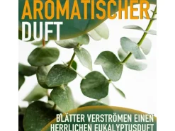 Sunny-Tree Eucalyptus Gunnii 'Azura' 90 cm  Winterhart