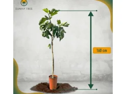 Sunny-Tree Feigenbaum Obstbaum Ficus Carica mit Süße Essbare Feige 160 cm Winterhart bis -18