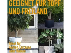 Sunny-Tree Feigenbaum Obstbaum Ficus Carica mit Süße Essbare Feige 160 cm Winterhart bis -18