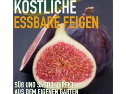 Sunny-Tree Feigenbaum Obstbaum Ficus Carica mit Süße Essbare Feige 160 cm Winterhart bis -18