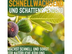 Sunny-Tree Feigenbaum Obstbaum Ficus Carica mit Süße Essbare Feige 160 cm Winterhart bis -18