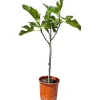 Sunny-Tree Feigenbaum Obstbaum Ficus Carica mit Süße Essbare Feige 100 cm Winterhart bis -18