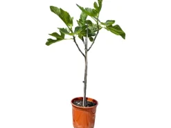 Sunny-Tree Feigenbaum Obstbaum Ficus Carica mit Süße Essbare Feige 100 cm Winterhart bis -18