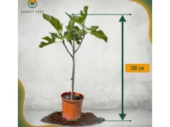 Sunny-Tree Feigenbaum Obstbaum Ficus Carica mit Süße Essbare Feige 100 cm Winterhart bis -18