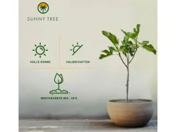Sunny-Tree Feigenbaum Obstbaum Ficus Carica mit Süße Essbare Feige 100 cm Winterhart bis -18