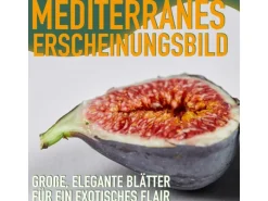 Sunny-Tree Feigenbaum Obstbaum Ficus Carica mit Süße Essbare Feige 100 cm Winterhart bis -18