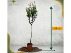 Sunny-Tree Granatapfelbaum  Winterharter Obstbaum Punica Granatum Höhe 160 Zentimeter