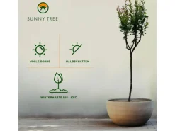 Sunny-Tree Granatapfelbaum  Winterharter Obstbaum Punica Granatum Höhe 160 Zentimeter