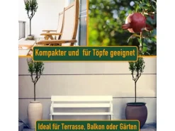 Sunny-Tree Granatapfelbaum  Winterharter Obstbaum Punica Granatum Höhe 160 Zentimeter