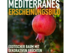 Sunny-Tree Granatapfelbaum  Winterharter Obstbaum Punica Granatum Höhe 160 Zentimeter