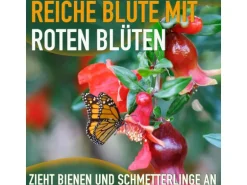 Sunny-Tree Granatapfelbaum  Winterharter Obstbaum Punica Granatum Höhe 160 Zentimeter