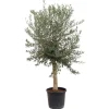 Sunny-Tree  Hochstämmiger Olivenbaum 170 Zentimeter Hoch Olea Europea 25 Jahre Alt Winterhart Bis -18° - Fruchtbildend Obstbaum