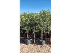 Sunny-Tree  Hochstämmiger Olivenbaum 170 Zentimeter Hoch Olea Europea 25 Jahre Alt Winterhart Bis -18° - Fruchtbildend Obstbaum