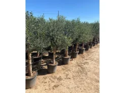 Sunny-Tree  Hochstämmiger Olivenbaum 170 Zentimeter Hoch Olea Europea 25 Jahre Alt Winterhart Bis -18° - Fruchtbildend Obstbaum