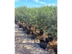 Sunny-Tree  Hochstämmiger Olivenbaum 170 Zentimeter Hoch Olea Europea 25 Jahre Alt Winterhart Bis -18° - Fruchtbildend Obstbaum