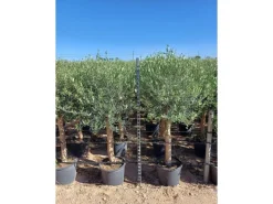 Sunny-Tree  Hochstämmiger Olivenbaum 170 Zentimeter Hoch Olea Europea 25 Jahre Alt Winterhart Bis -18° - Fruchtbildend Obstbaum