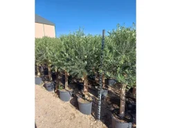 Sunny-Tree  Hochstämmiger Olivenbaum 170 Zentimeter Hoch Olea Europea 25 Jahre Alt Winterhart Bis -18° - Fruchtbildend Obstbaum