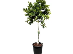 Sunny-Tree Limettenbaum Große 160 Zentimeter Citrus Aurantifolia Obstbaum Fruchtbildend 8 Jähriger Limettenbaum