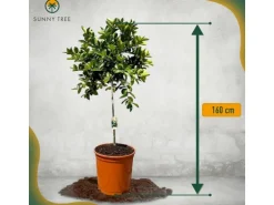Sunny-Tree Limettenbaum Große 160 Zentimeter Citrus Aurantifolia Obstbaum Fruchtbildend 8 Jähriger Limettenbaum