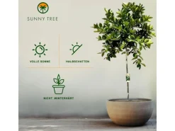 Sunny-Tree Limettenbaum Große 160 Zentimeter Citrus Aurantifolia Obstbaum Fruchtbildend 8 Jähriger Limettenbaum