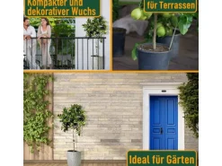 Sunny-Tree Limettenbaum Große 160 Zentimeter Citrus Aurantifolia Obstbaum Fruchtbildend 8 Jähriger Limettenbaum