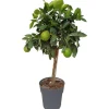 Sunny-Tree Limettenbaum Große 90 Zentimeter Citrus Aurantifolia Obstbaum Fruchtbildend 3 Jähriger Limettenbaum