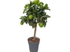 Sunny-Tree Limettenbaum Große 90 Zentimeter Citrus Aurantifolia Obstbaum Fruchtbildend 3 Jähriger Limettenbaum