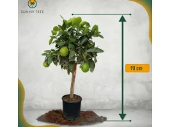 Sunny-Tree Limettenbaum Große 90 Zentimeter Citrus Aurantifolia Obstbaum Fruchtbildend 3 Jähriger Limettenbaum