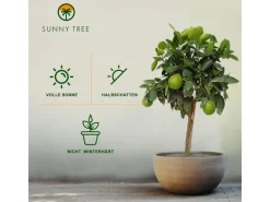 Sunny-Tree Limettenbaum Große 90 Zentimeter Citrus Aurantifolia Obstbaum Fruchtbildend 3 Jähriger Limettenbaum