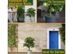Sunny-Tree Limettenbaum Große 90 Zentimeter Citrus Aurantifolia Obstbaum Fruchtbildend 3 Jähriger Limettenbaum