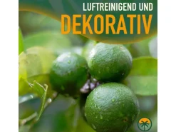 Sunny-Tree Limettenbaum Große 90 Zentimeter Citrus Aurantifolia Obstbaum Fruchtbildend 3 Jähriger Limettenbaum