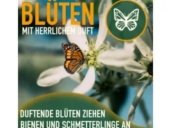 Sunny-Tree Limettenbaum Große 90 Zentimeter Citrus Aurantifolia Obstbaum Fruchtbildend 3 Jähriger Limettenbaum