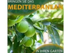 Sunny-Tree Limettenbaum Große 90 Zentimeter Citrus Aurantifolia Obstbaum Fruchtbildend 3 Jähriger Limettenbaum