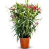 Sunny-Tree Oleander Farbe Rot  80/100 cm  Nerium Oleander Pflanze für Draußen   Immergrün im Winter  Mediterrane Pflanze