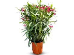 Sunny-Tree Oleander Farbe Rot  80/100 cm  Nerium Oleander Pflanze für Draußen   Immergrün im Winter  Mediterrane Pflanze