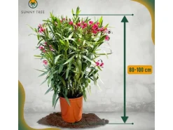 Sunny-Tree Oleander Farbe Rot  80/100 cm  Nerium Oleander Pflanze für Draußen   Immergrün im Winter  Mediterrane Pflanze