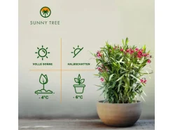 Sunny-Tree Oleander Farbe Rot  80/100 cm  Nerium Oleander Pflanze für Draußen   Immergrün im Winter  Mediterrane Pflanze