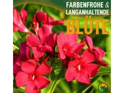 Sunny-Tree Oleander Farbe Rot  80/100 cm  Nerium Oleander Pflanze für Draußen   Immergrün im Winter  Mediterrane Pflanze