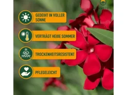 Sunny-Tree Oleander Farbe Rot  80/100 cm  Nerium Oleander Pflanze für Draußen   Immergrün im Winter  Mediterrane Pflanze