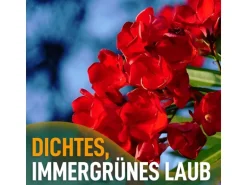 Sunny-Tree Oleander Farbe Rot  80/100 cm  Nerium Oleander Pflanze für Draußen   Immergrün im Winter  Mediterrane Pflanze