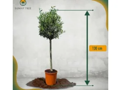 Sunny-Tree  Olivenbaum 8 Jahre alt 130 Zentimeter Hoch Olea Europea Winterhart Bis -18° Fruchtbildend - Obstbaum Sonnige Standorte
